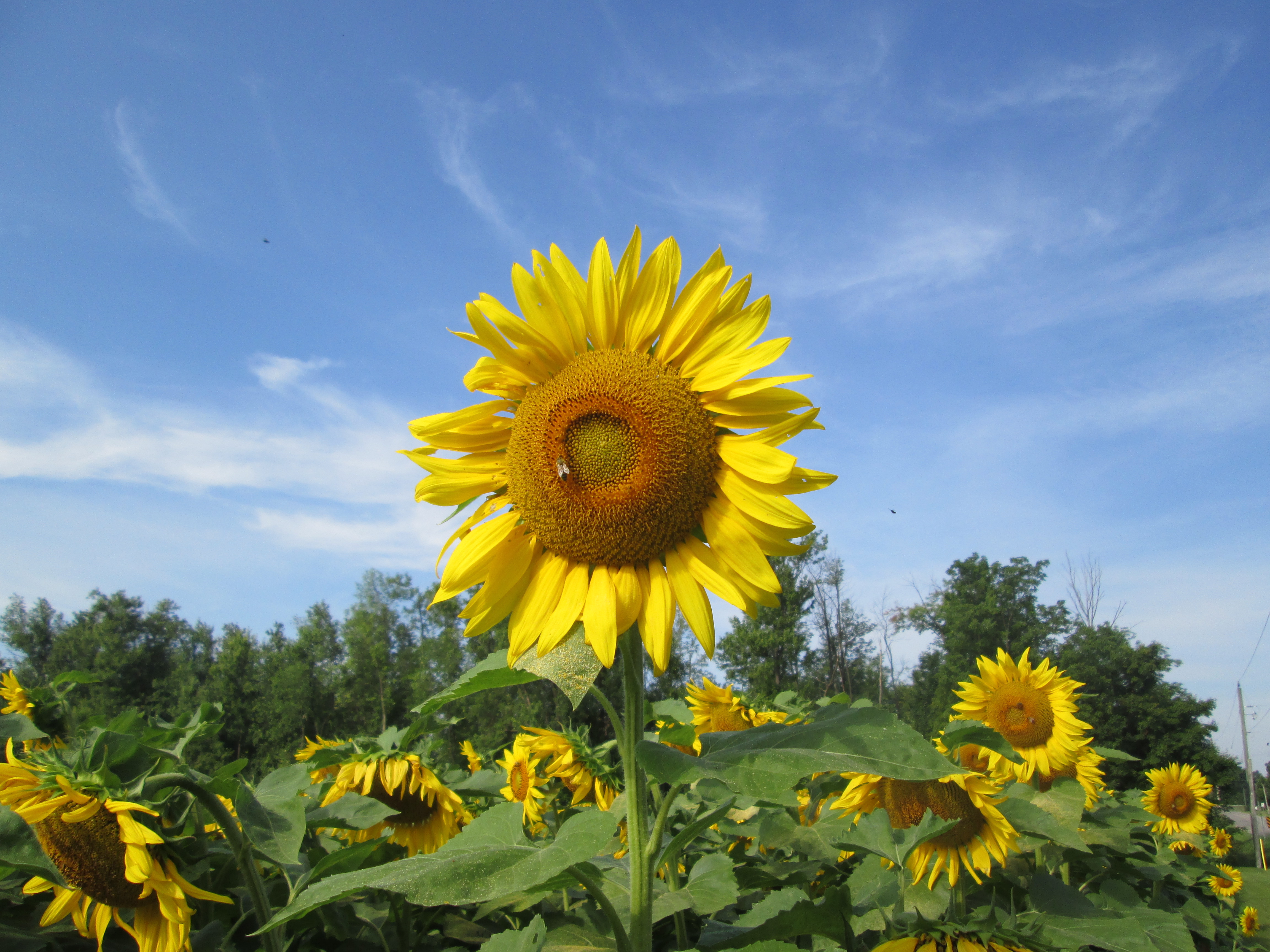 Sunflowers 001